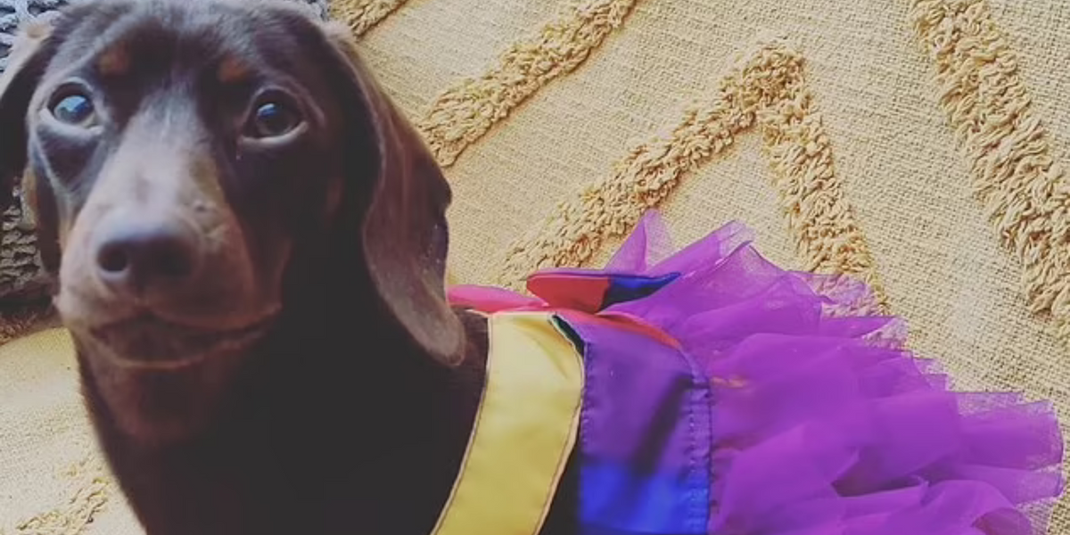 NextImg:Council forced to cough up £63,000 after 'gender-fluid' dachshund sparks trans row
