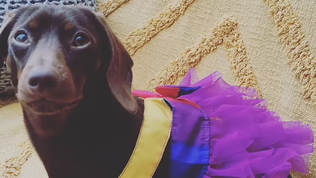 'Gender-fluid' dachshund