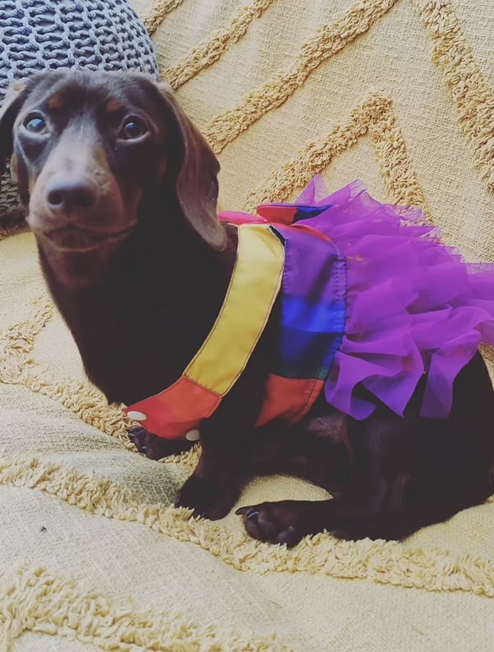 'Gender-fluid' dachshund