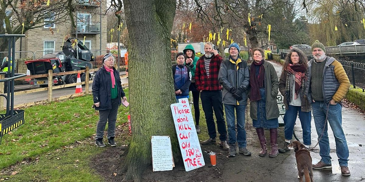 NextImg:Council row erupts as local campaigners fight to save 180-year-old 'Tittybottle' Oak tree