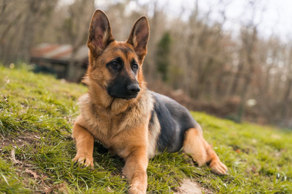 German Shepherd