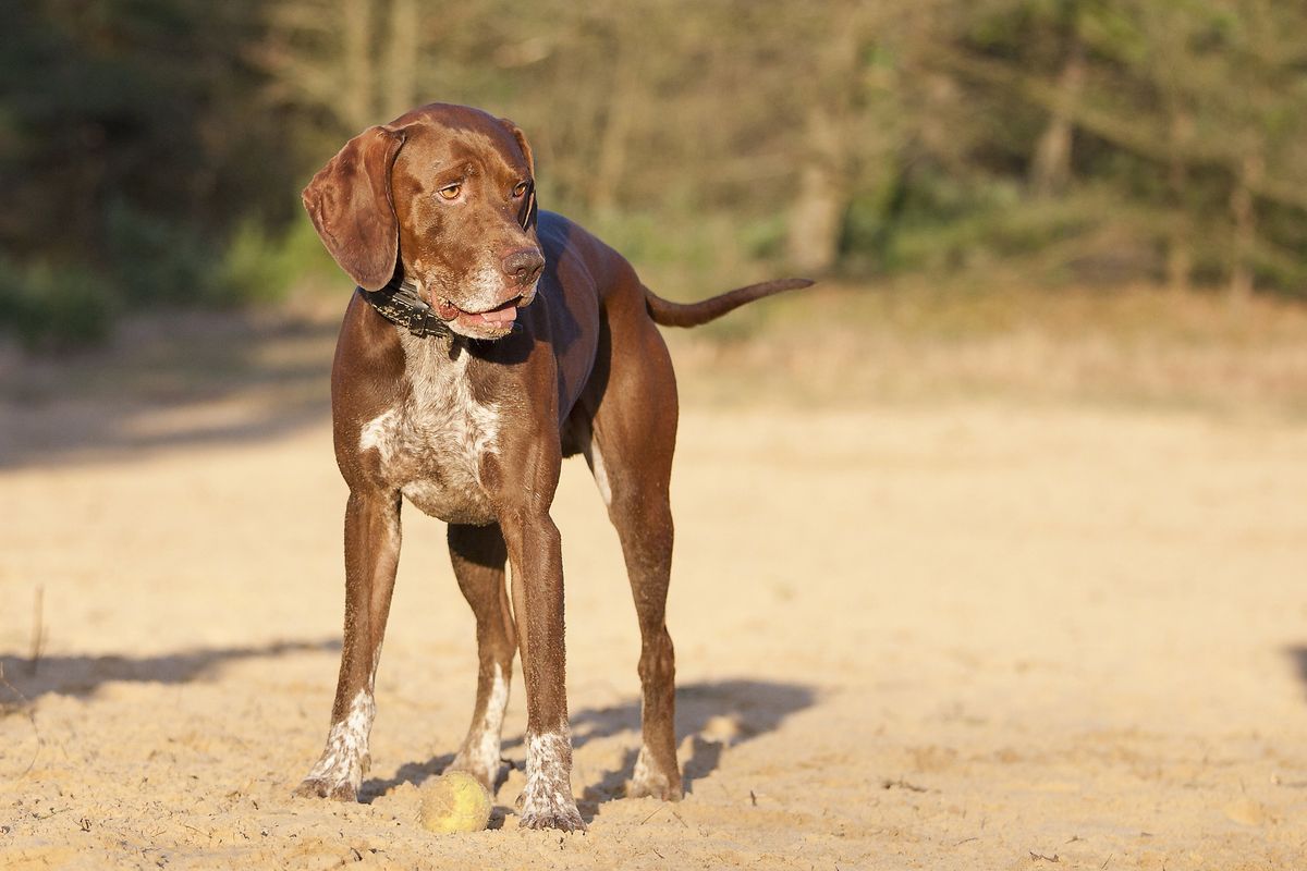 German short-haired pointer