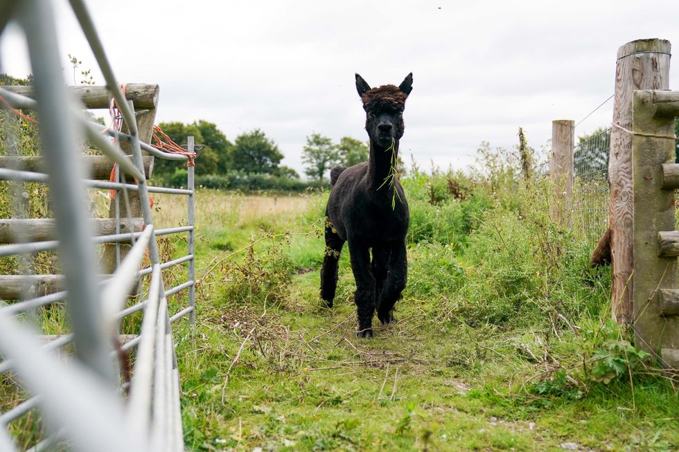 Geronimo the alpaca at Shepherds Close Farm in Wooton Under Edge, Gloucestershire. Geronimo has twice tested positive for bovine tuberculosis.