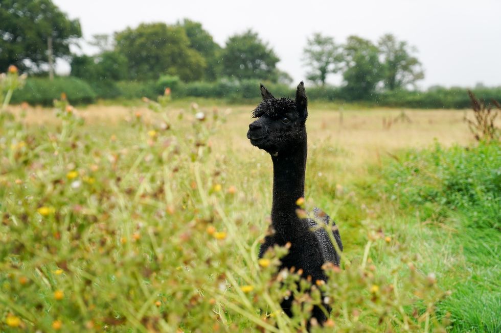 Geronimo the alpaca at Shepherds Close Farm in Wooton Under Edge, Gloucestershire.
