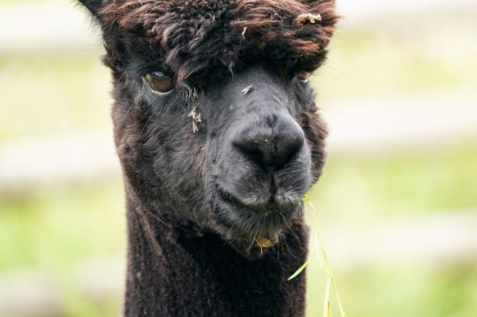 Geronimo the alpaca at Shepherds Close Farm in Wooton Under Edge.