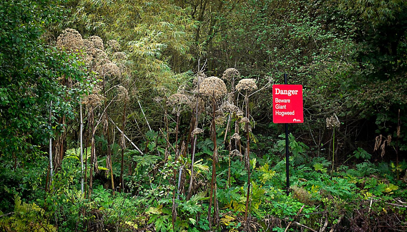 Giant hogweed can cause burns to humans and animals