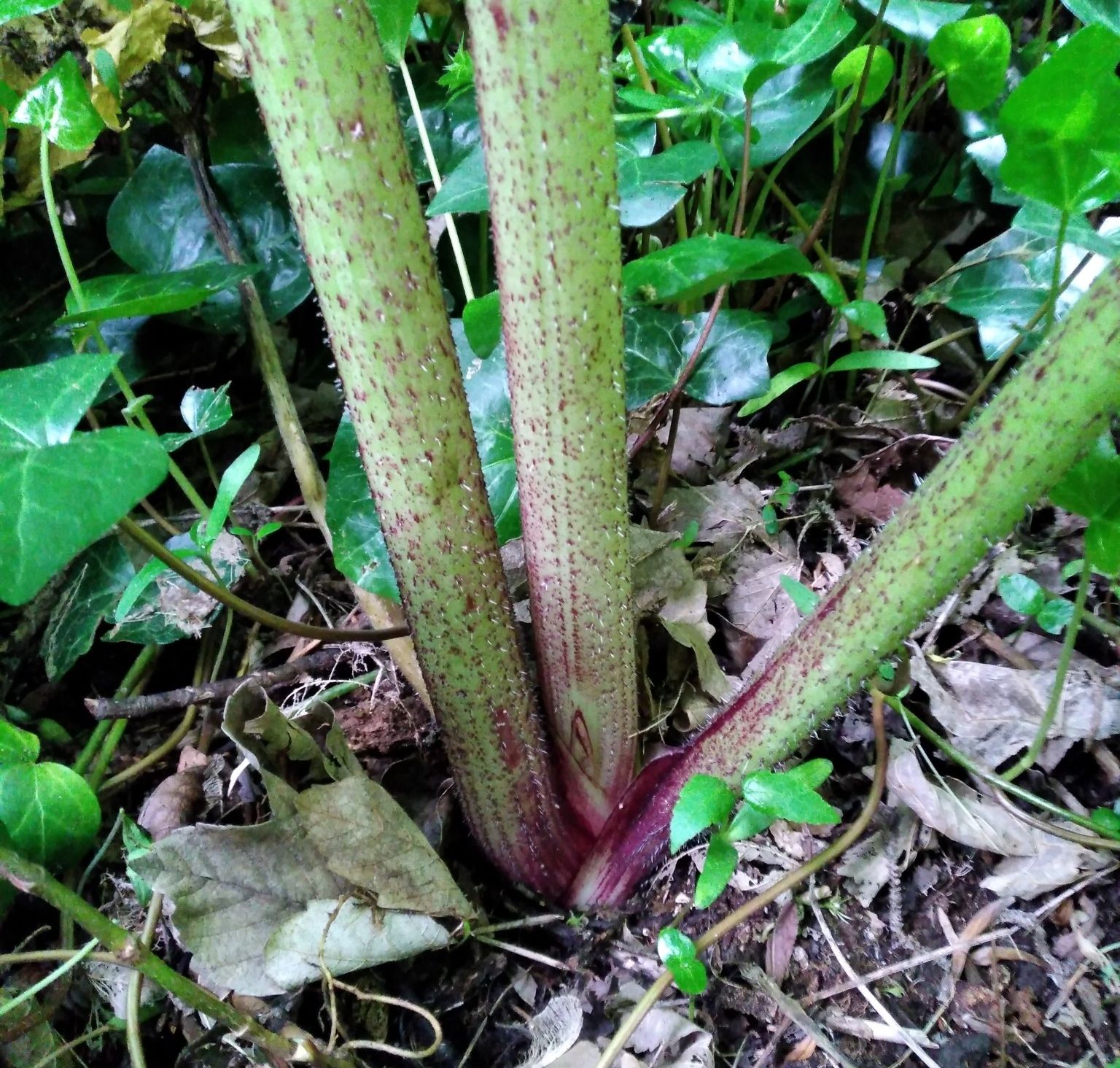 Giant hogweed stem