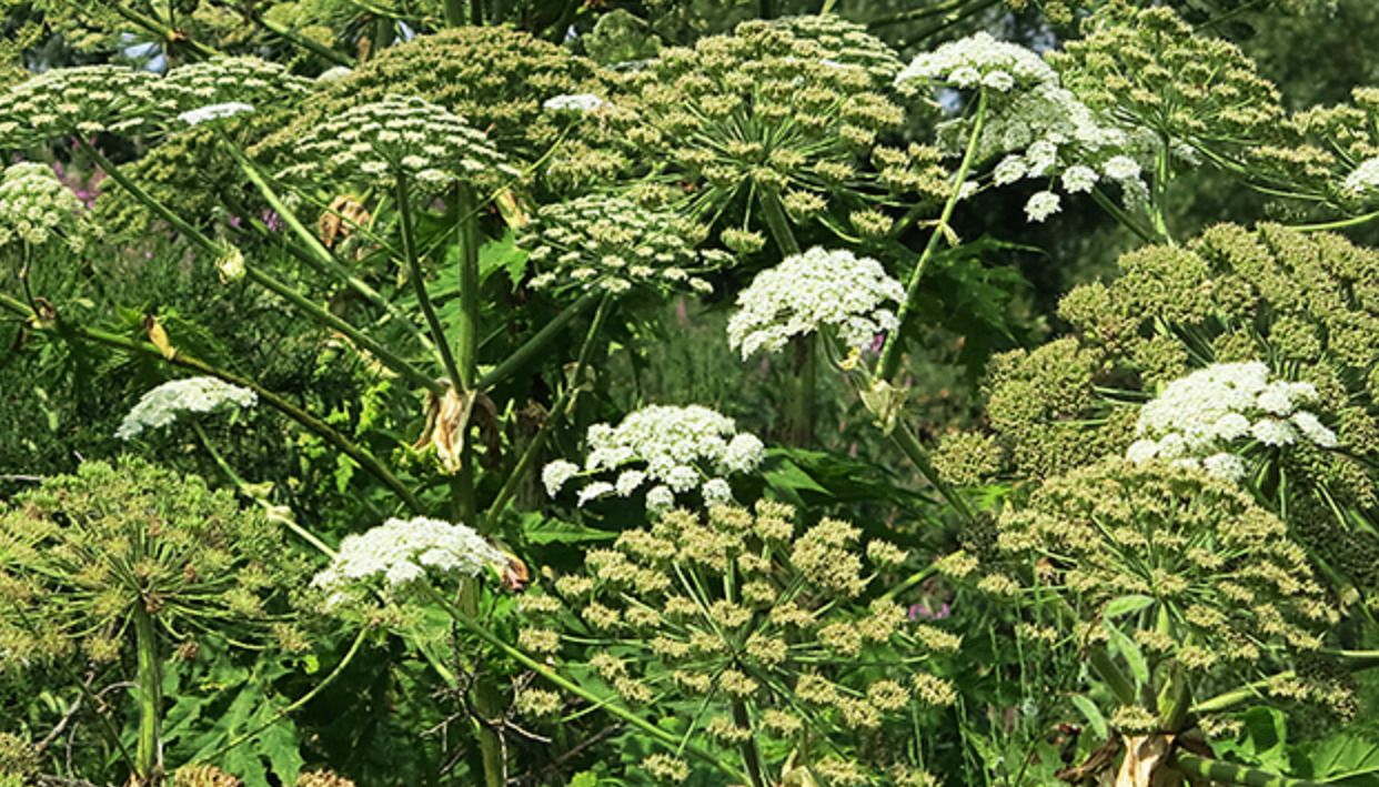 Giant hogweed