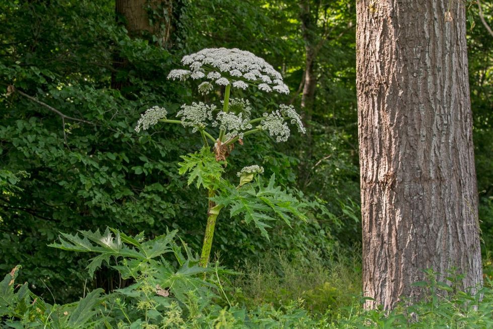 Giant hogweed