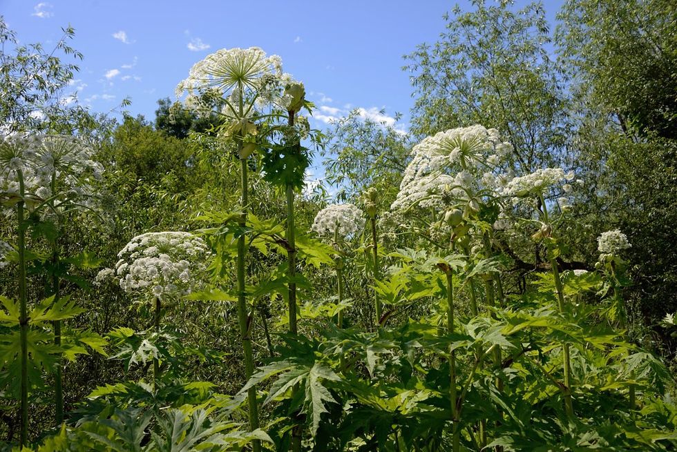 Giant hogweed