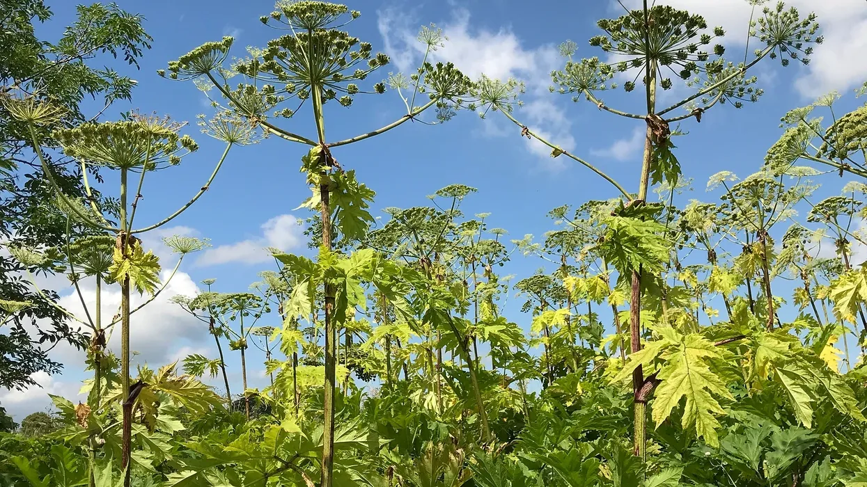 Giant Hogweed