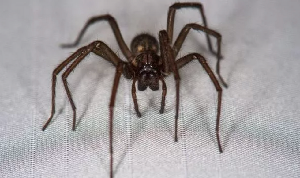 Giant House Spider UK