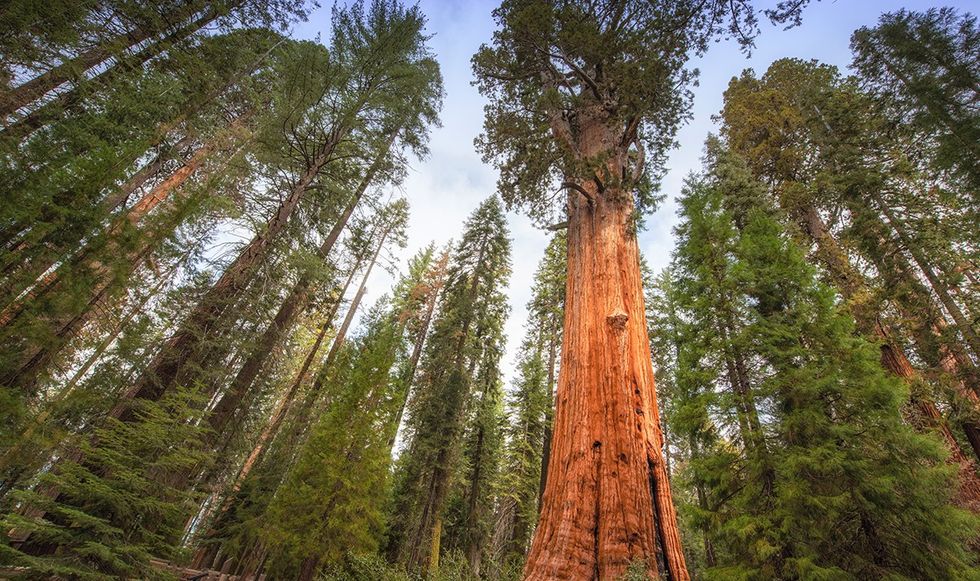 Giant redwood