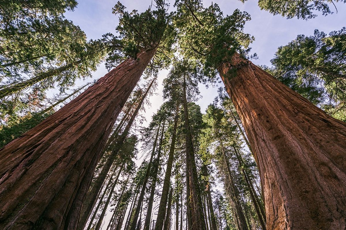 Giant redwoods 