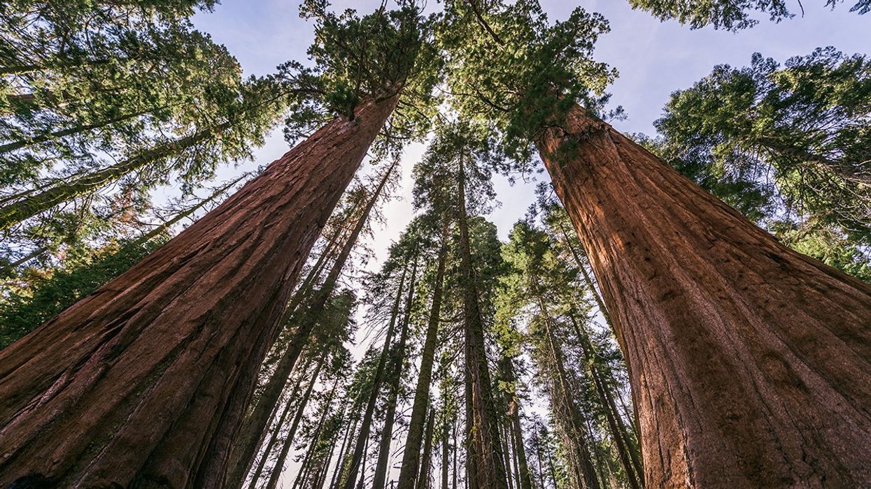 Giant redwoods