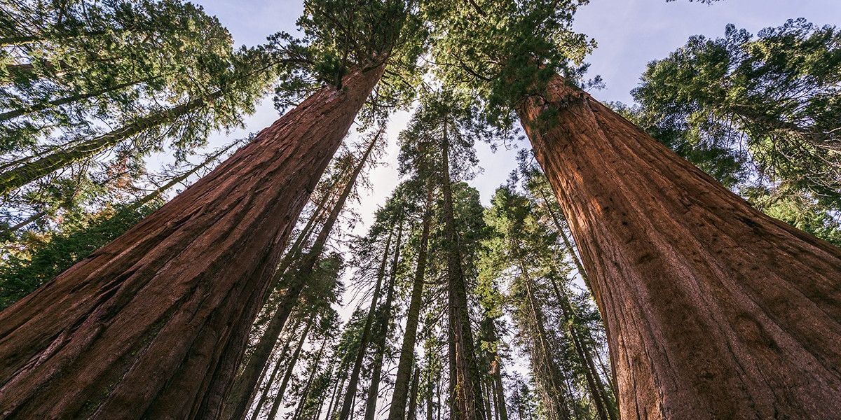 NextImg:Giant Sequoia BOOMS in Britain: California redwoods find happier home on UK soil