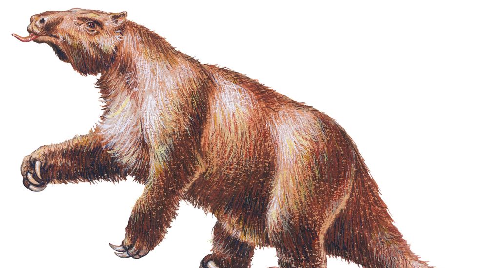 Giant sloth