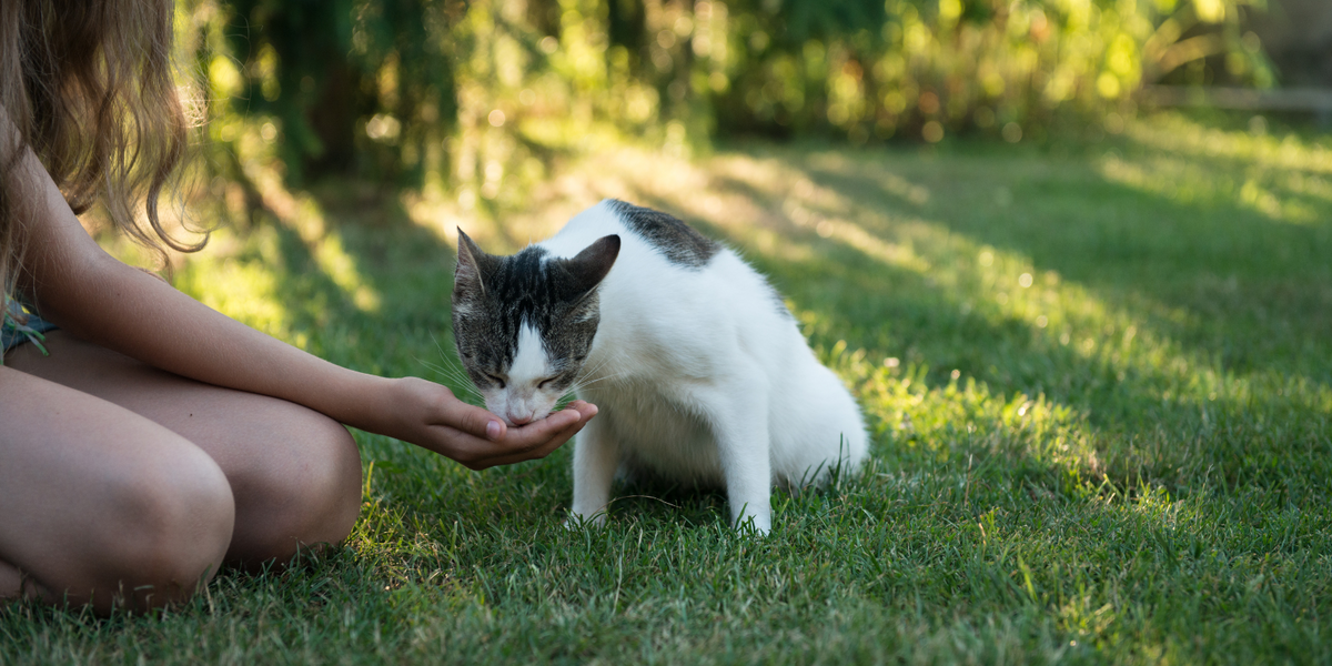 NextImg:Primary school kids could be slapped with £500 ‘Asbo’ fines for ‘feeding neighbour's cat’