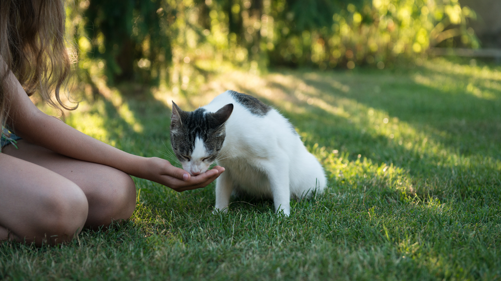 Girl feeding a cat
