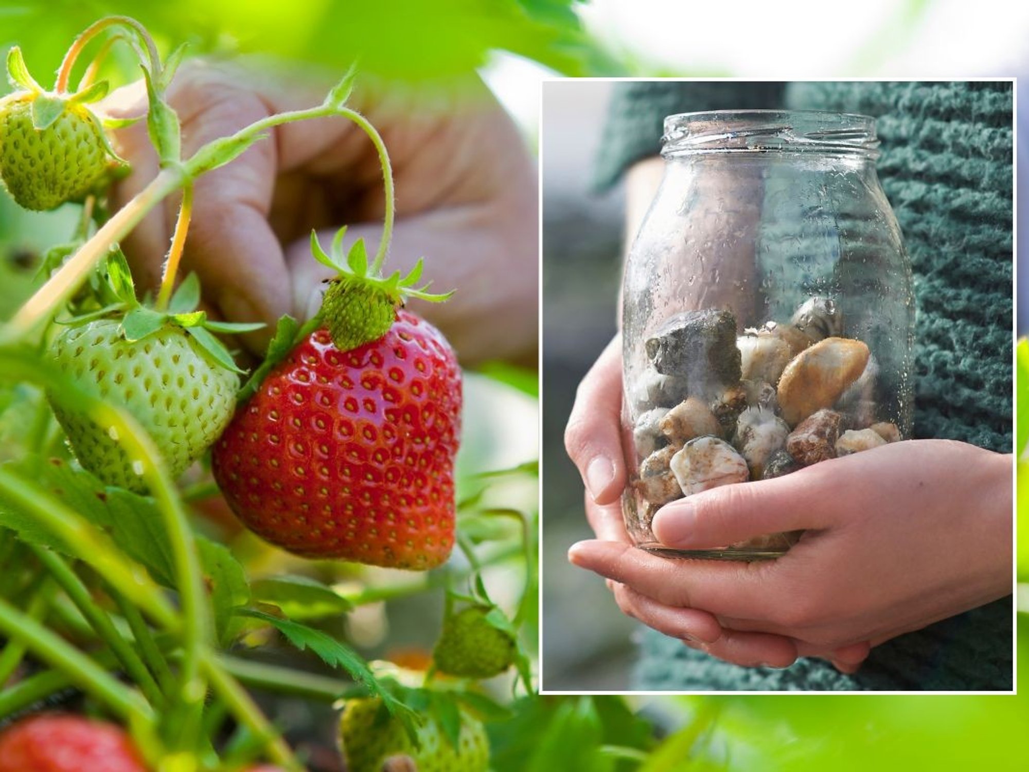 girl holding pebbles