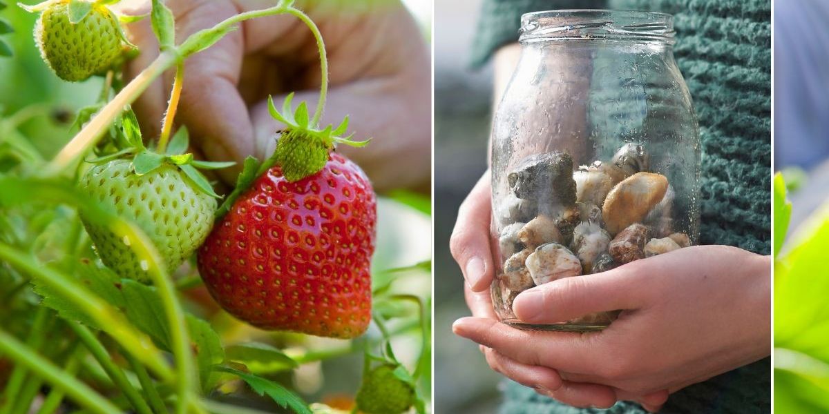 NextImg:Gardener shares 'excellent deterrent' to keep birds away from tomatoes and strawberries