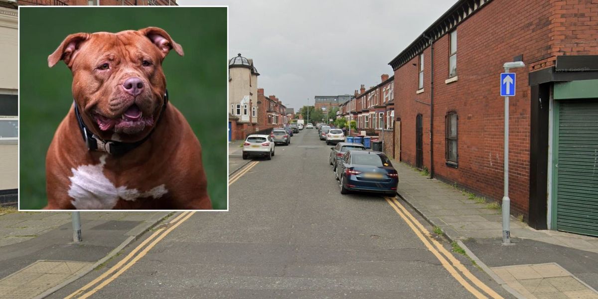 NextImg:'Dangerously out-of-control' XL Bully shot dead by armed police after attacking multiple passers-by