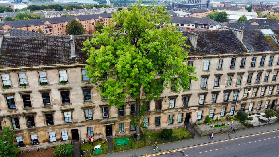 Glasgow Ash tree