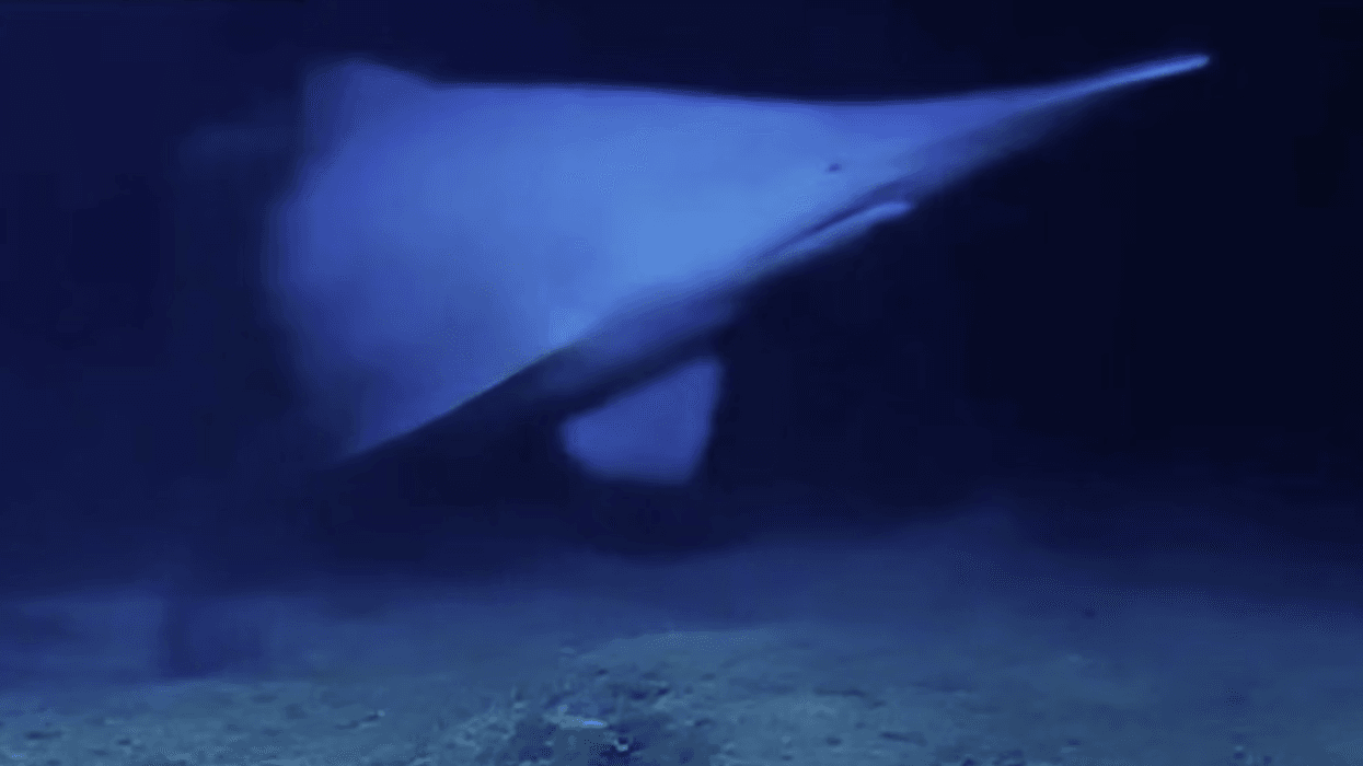 Goblin shark