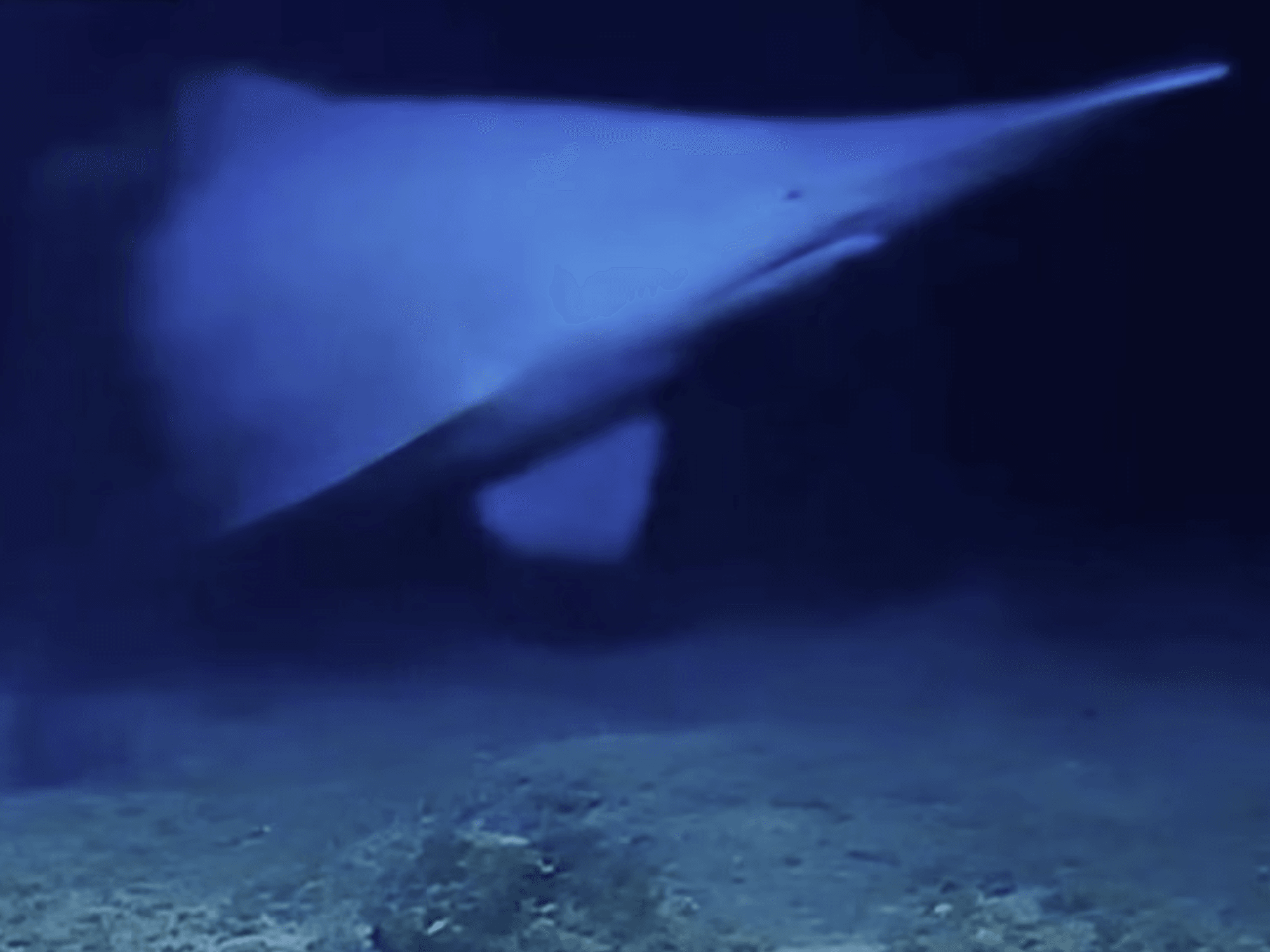 Goblin shark