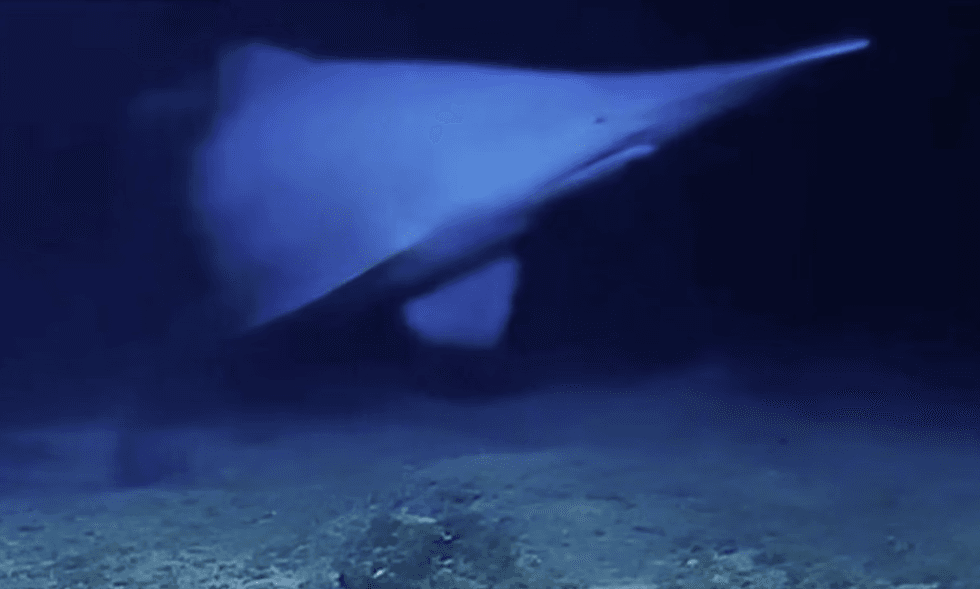 Goblin shark
