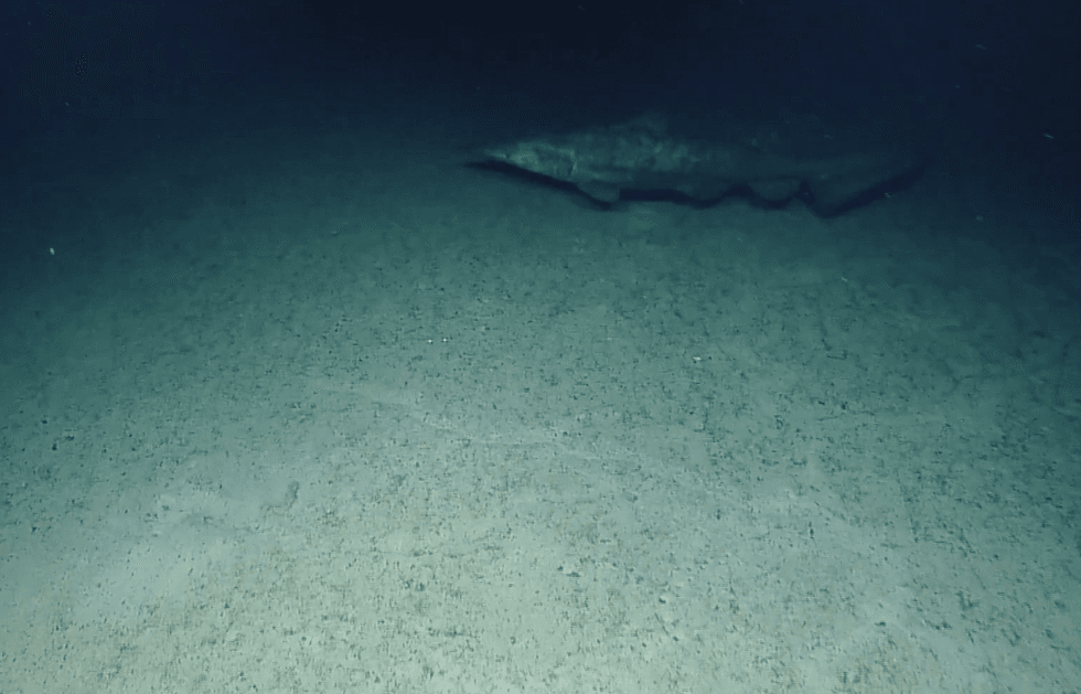 Goblin shark