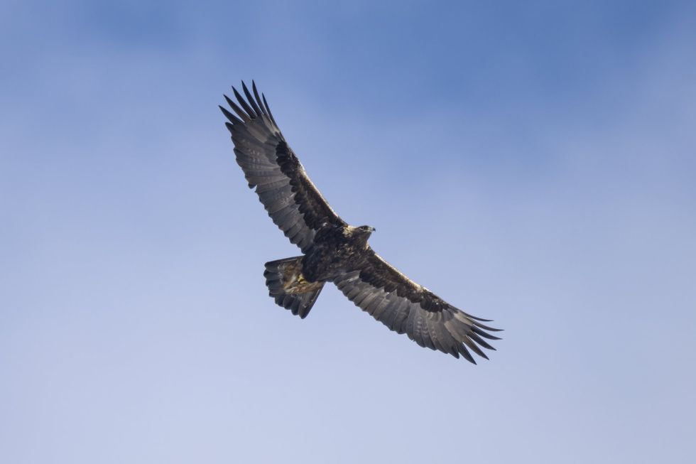 Golden eagle