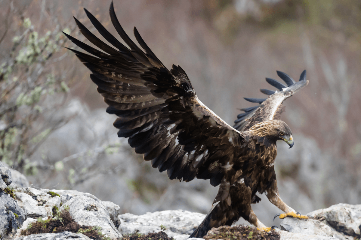 Golden eagle