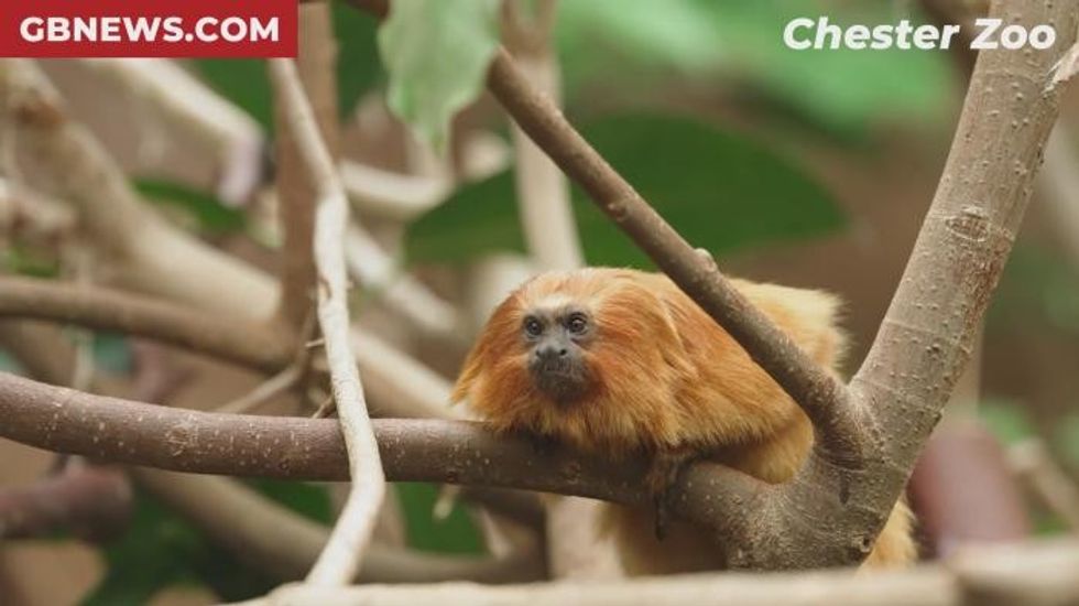 Chester Zoo welcomes two 'must-see' rare monkeys hailing from over 5,500 miles away