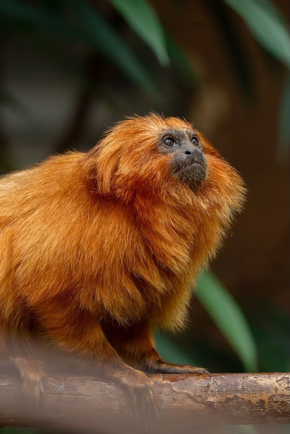 Golden lion tamarins