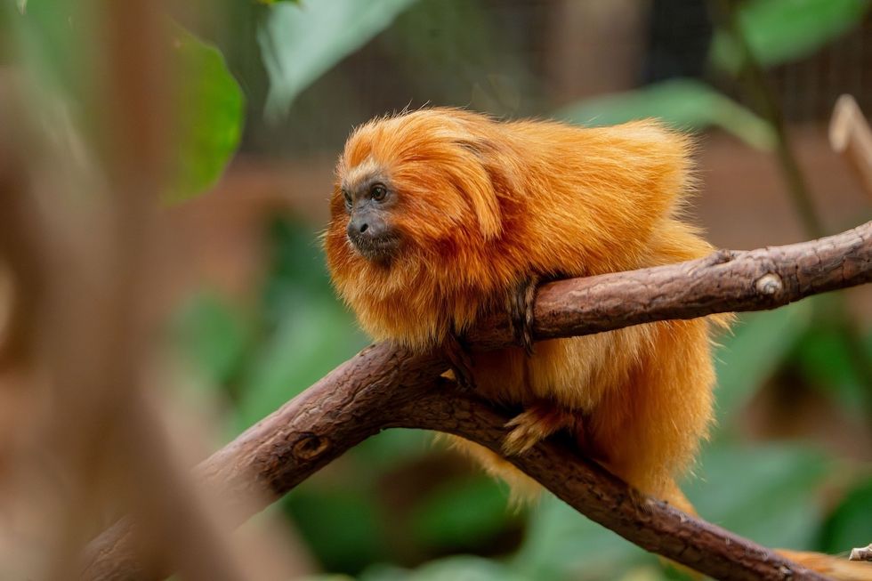 Golden lion tamarins