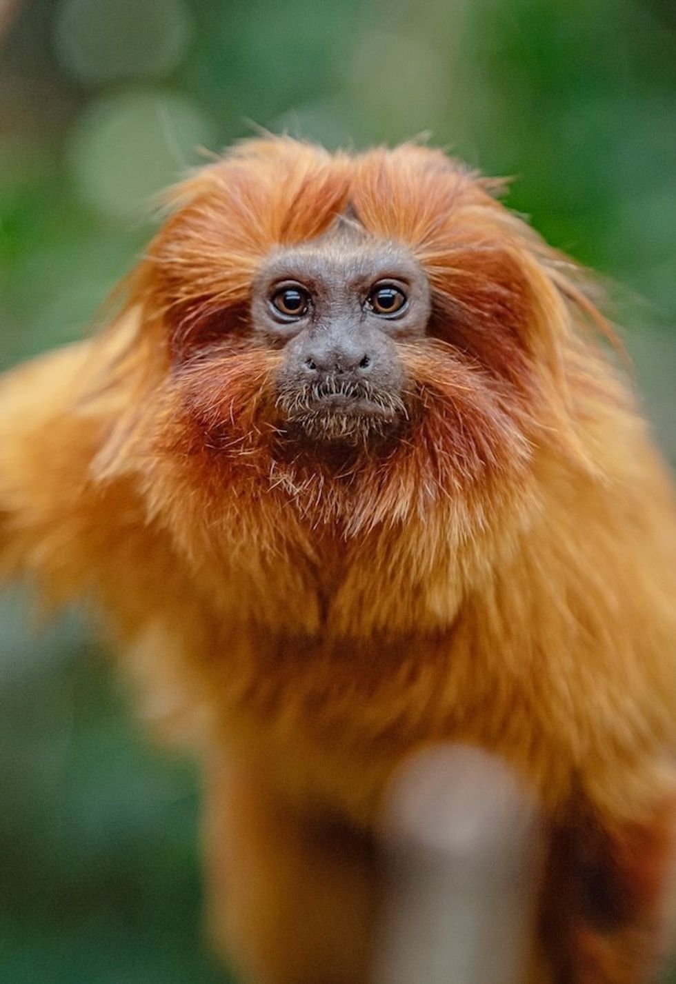 Golden lion tamarins