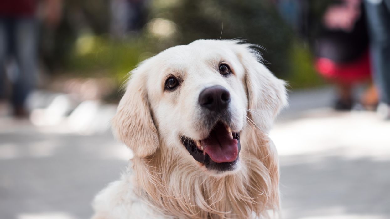 Golden retriever