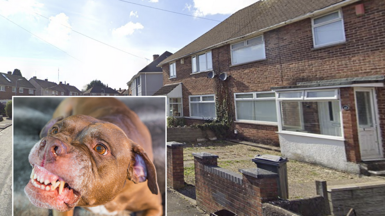Google Street View of Caerau, Cardiff; growling dog