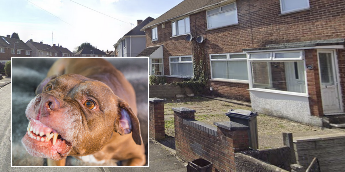 NextImg:Dog which mauled girl's arm and treated her like a 'chew toy' attacked child just months before