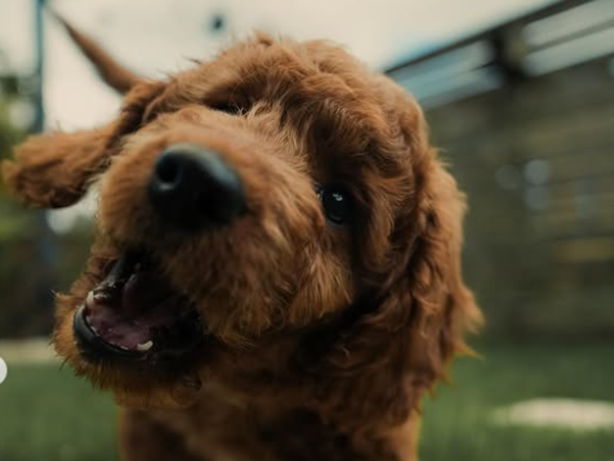 Gorka Marquez new puppy