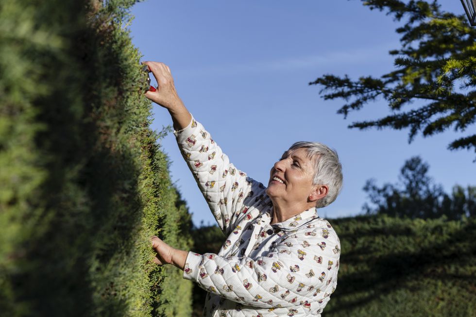 Grandmother trimming a hedge