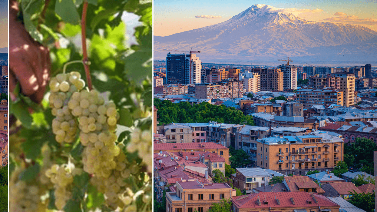 Grapes in vineyard / View of Mount Ararat and Yerevan
