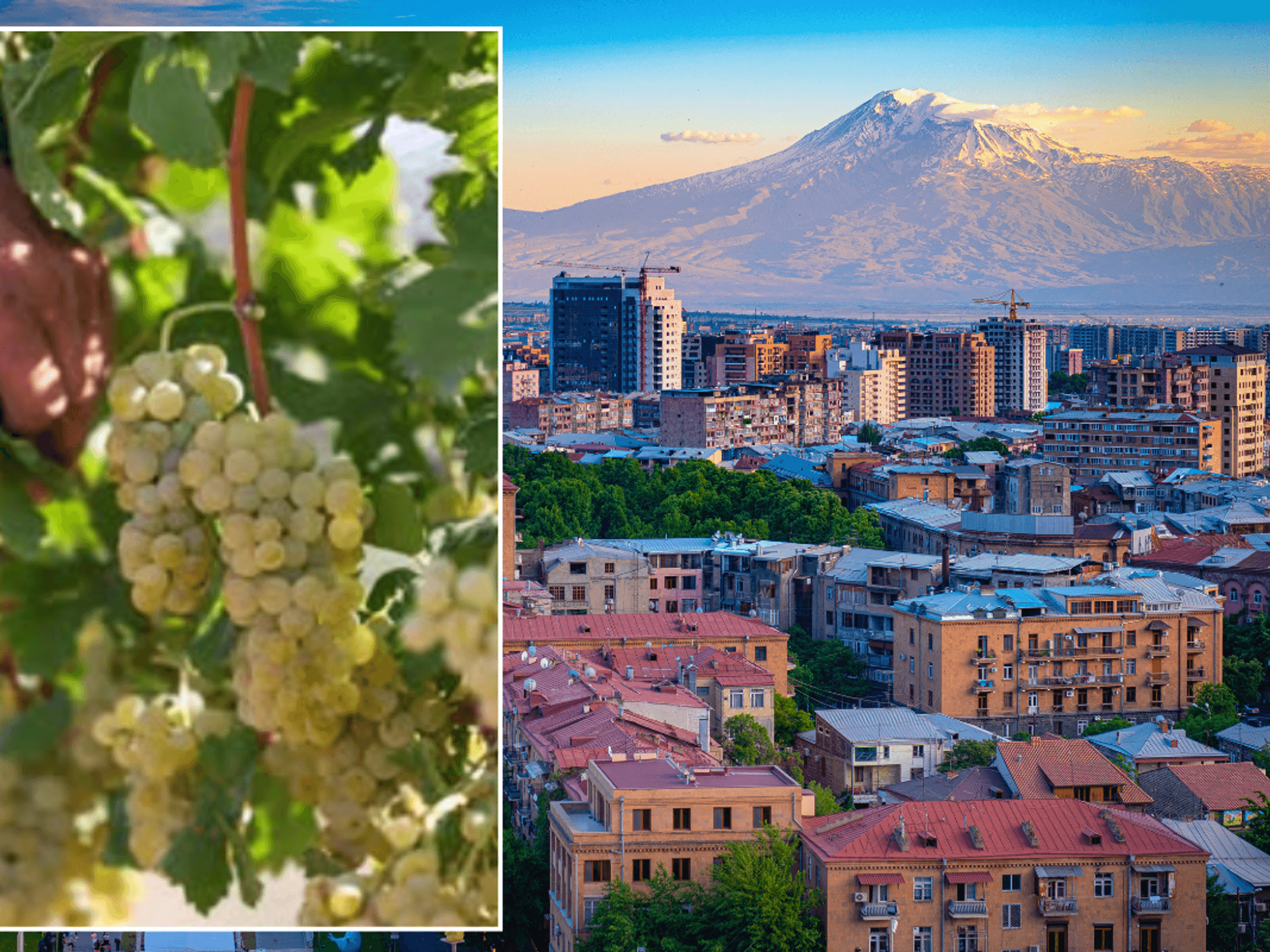 Grapes in vineyard / View of Mount Ararat and Yerevan
