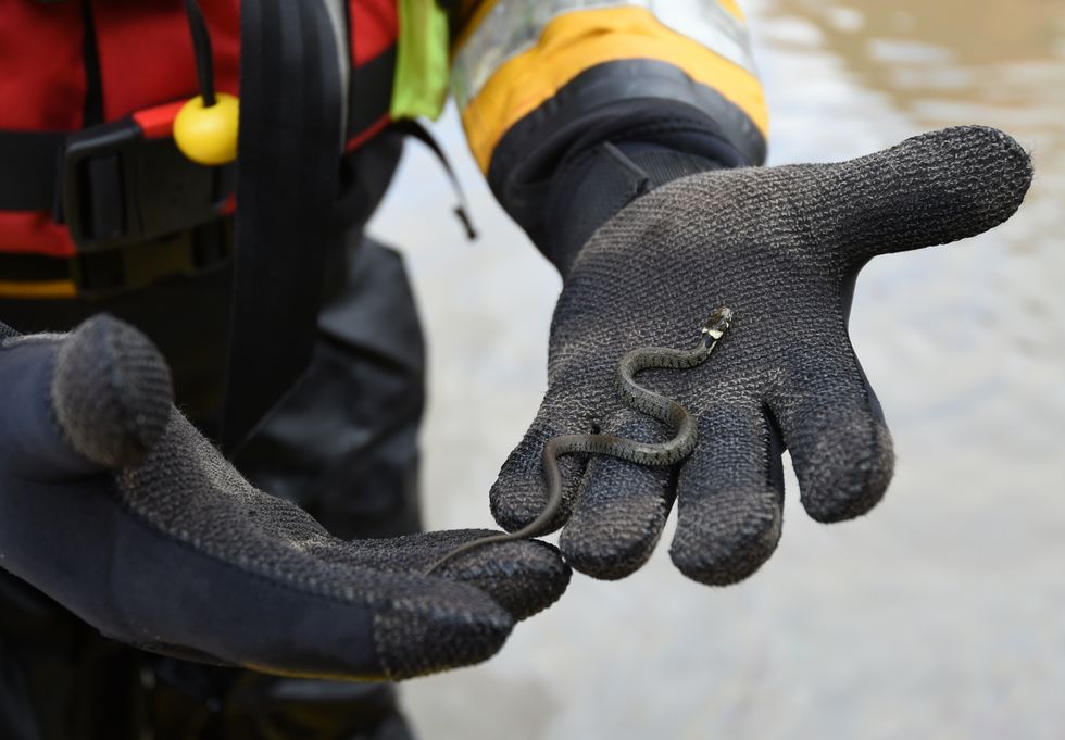 Grass snakes are known to be prevalent in the British wild.