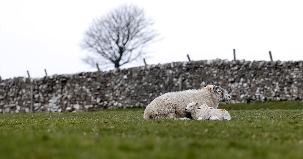 Grassington field