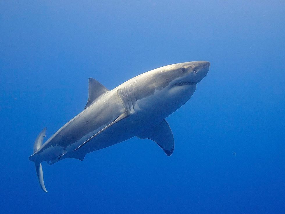 Great white shark