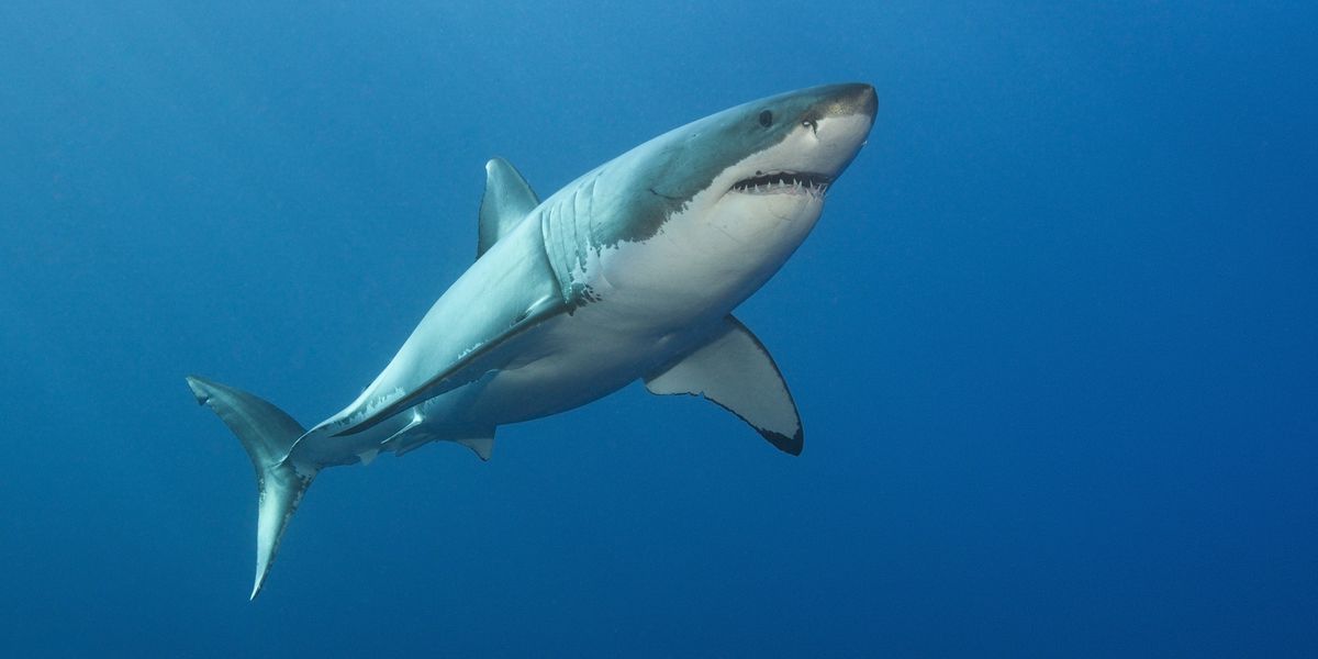 NextImg:Shark attack on popular beach leaves teenager with 'serious' injuries as he’s rushed to hospital