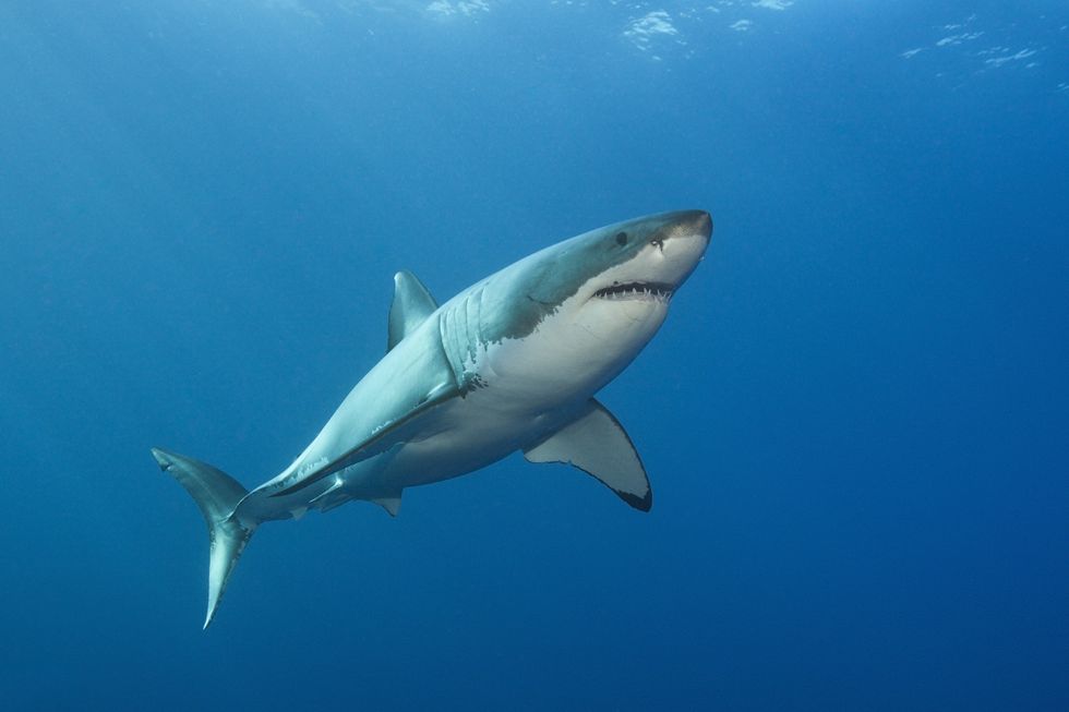 Great White Shark