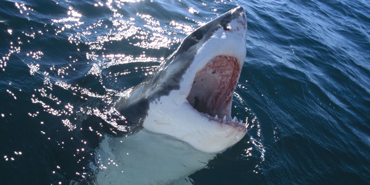 NextImg:'Incredibly brave' teenagers hailed after saving friend's life from vicious shark attack